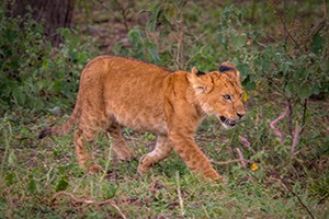 Sansibar Baden und Safari